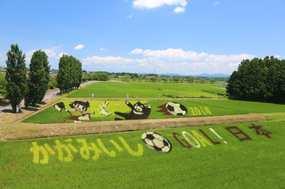 2014田んぼアート